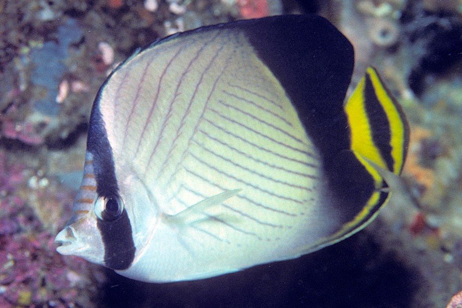 Indian vagabond butterflyfish