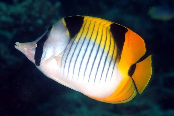Oman butterflyfish