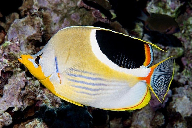 Saddle butterflyfish