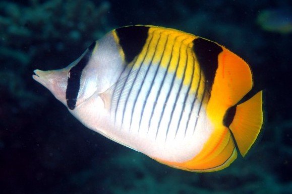 Sickle butterflyfish