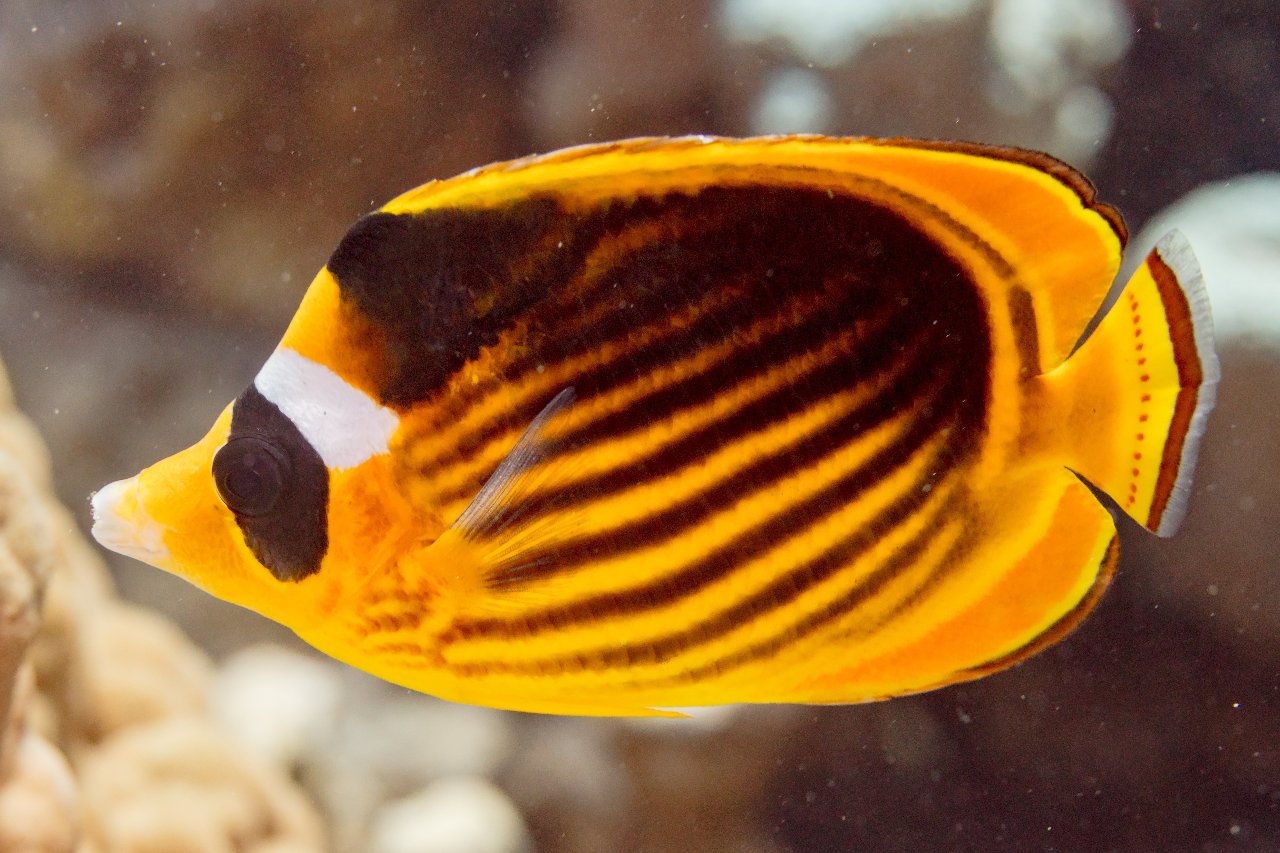Diagonal butterflyfish