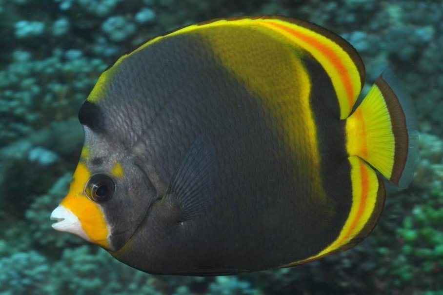 Dusky Butterflyfish
