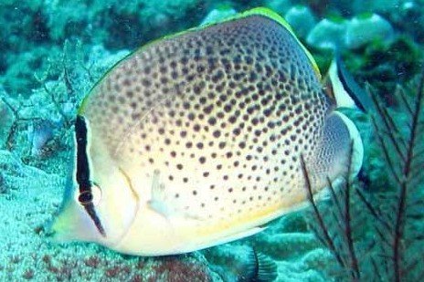 Chaetodon guttatissimus