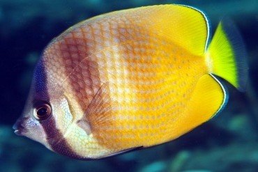 Klein's butterflyfish
