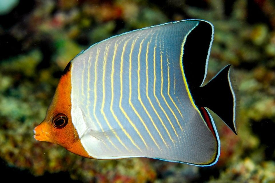 Hooded butterflyfish