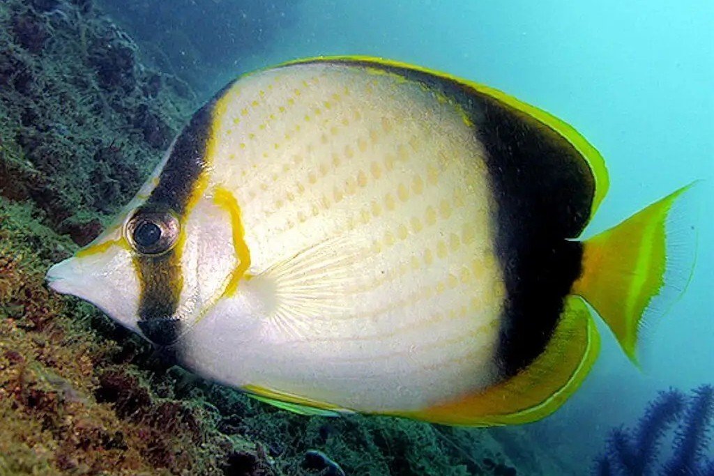 Somali butterflyfish