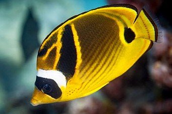 Raccoon butterflyfish