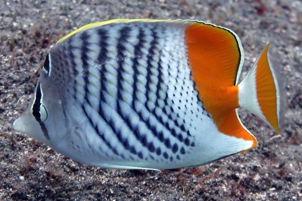 Madagascar butterflyfish