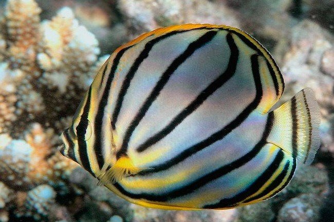 Scrawled butterflyfish