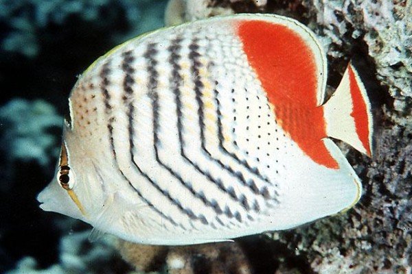 Orange butterflyfish
