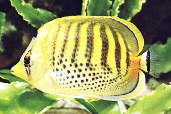 Dot-and-dash butterflyfish