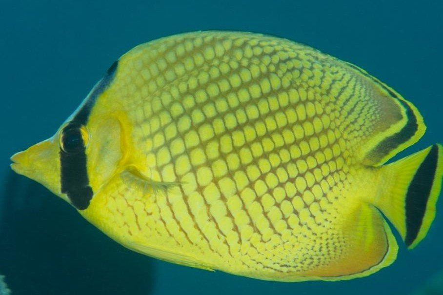 Latticed butterflyfish