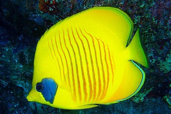 Bluecheek butterflyfish