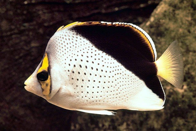 Tinker's butterflyfish