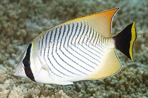Chevron butterflyfish