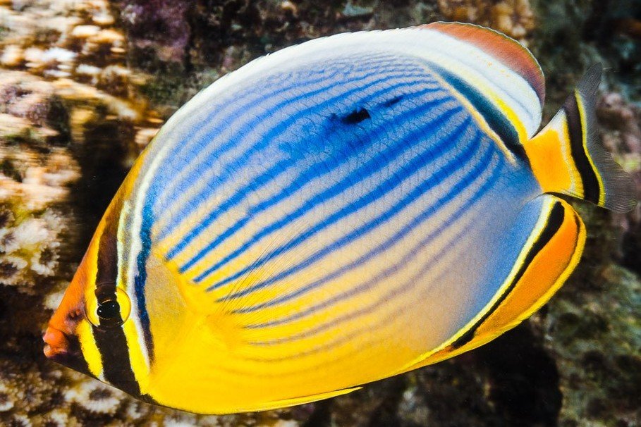 Melon butterflyfish