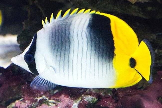 Pacific double-saddle butterflyfish