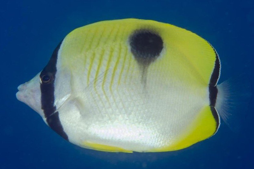 One-spot butterflyfish