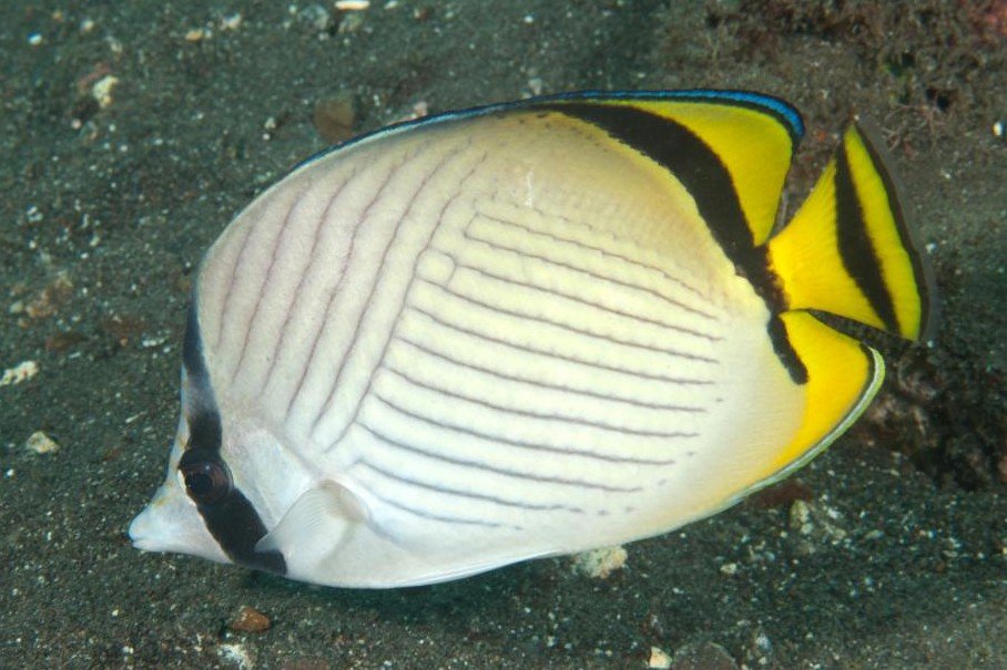Vagabond butterflyfish