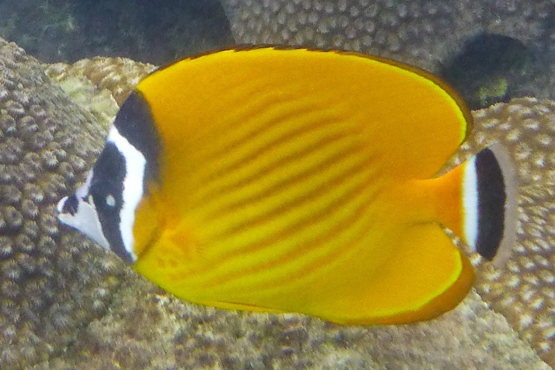 Hongkong butterflyfish