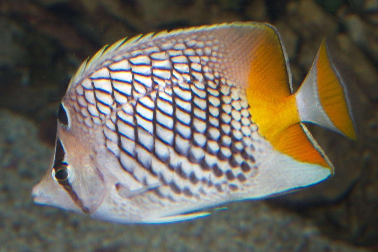 Pearlscale butterflyfish