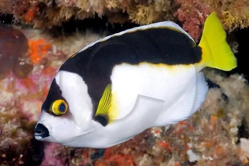 Ballina Angelfish