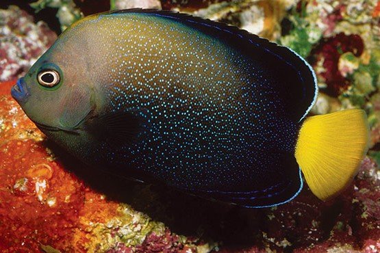 Bluespotted angelfish