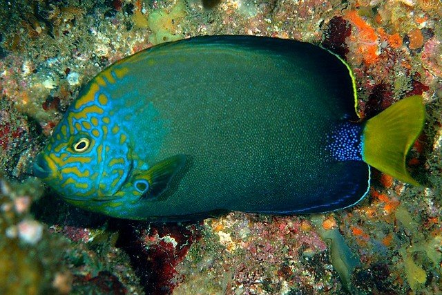 Orangeface angelfish