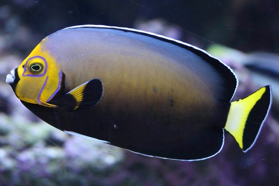 Conspicuous angelfish