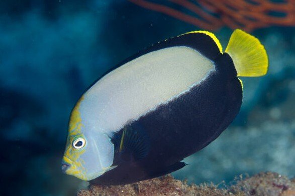 Half-lined angelfish