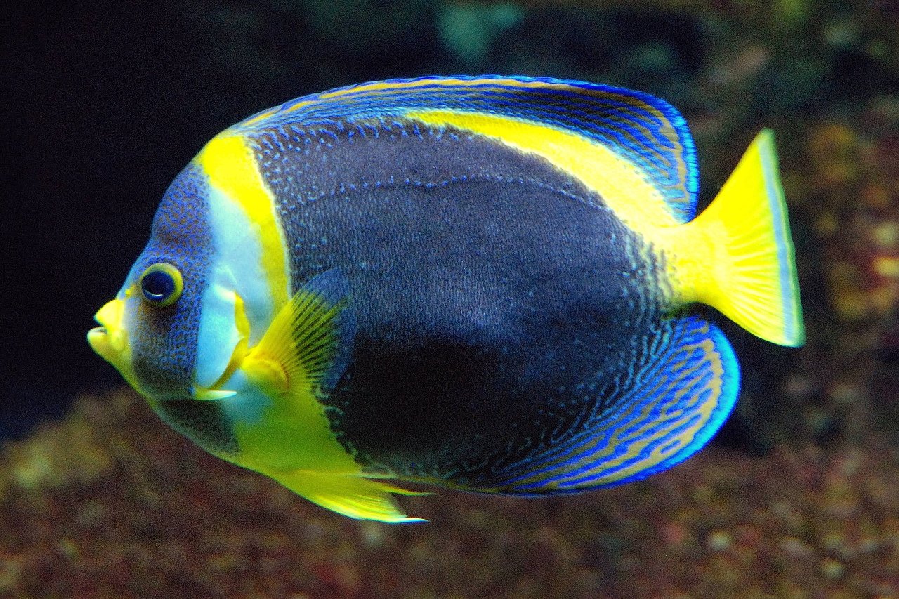Scribbled angelfish