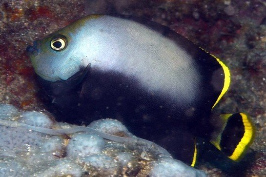 Black-backed angelfish