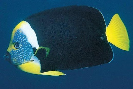 Meredith's angelfish