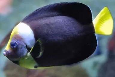 Blueface angelfish
