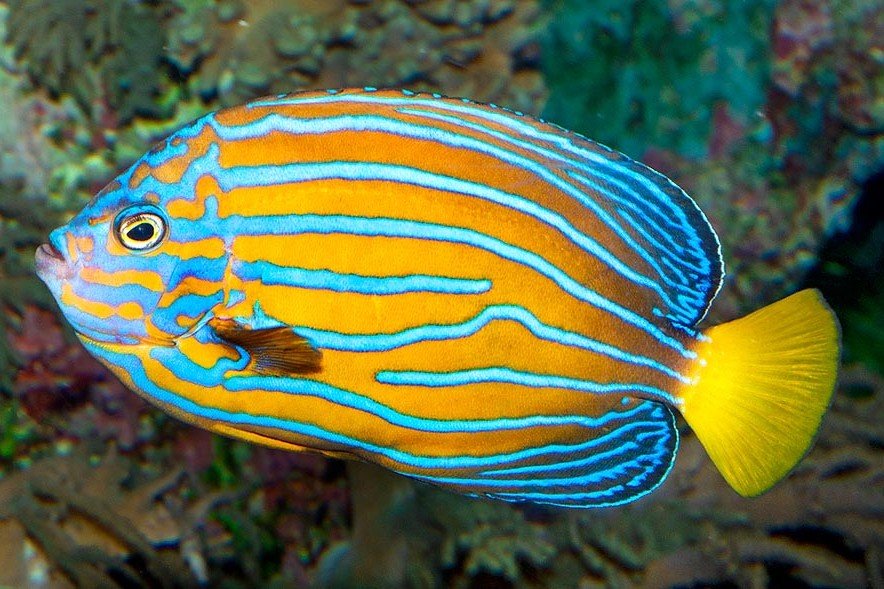 Bluestriped angelfish