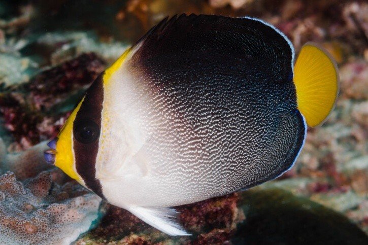 Vanderloos's angelfish
