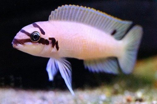 Brichards chalinochromis