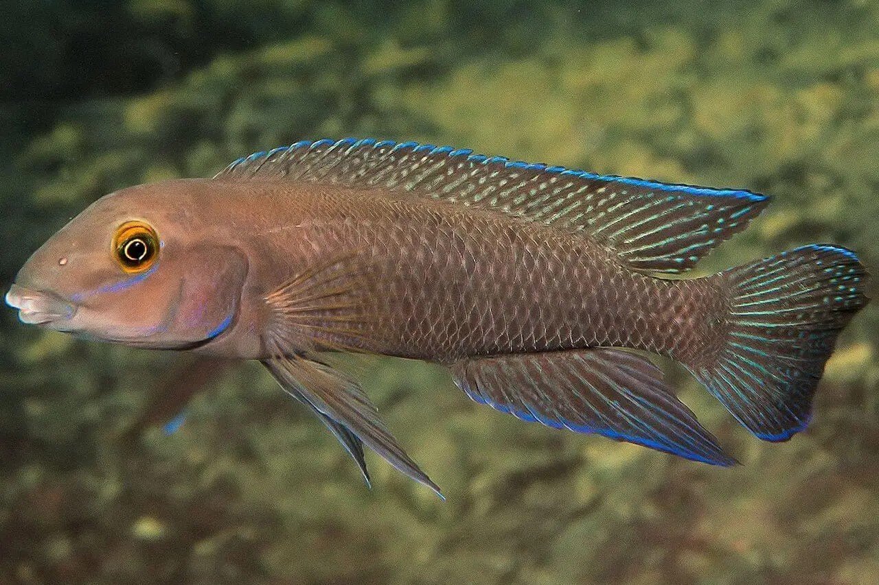 Chalinochromis cyanophleps