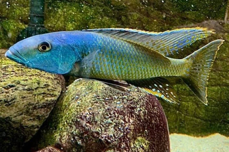Malawiforel