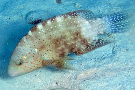Abdudjubbe's wrasse