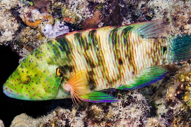 Fringed wrasse