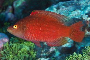 Cheilinus oxycephalus
