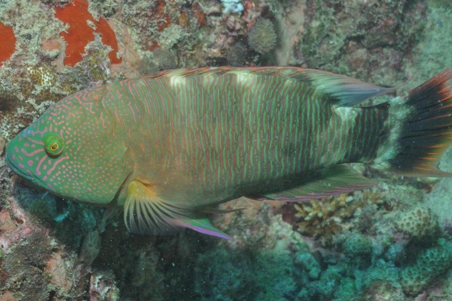 Tripletail wrasse