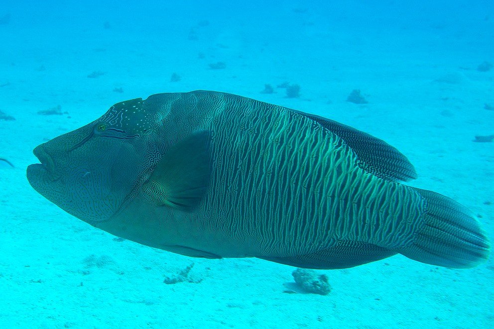Humphead wrasse