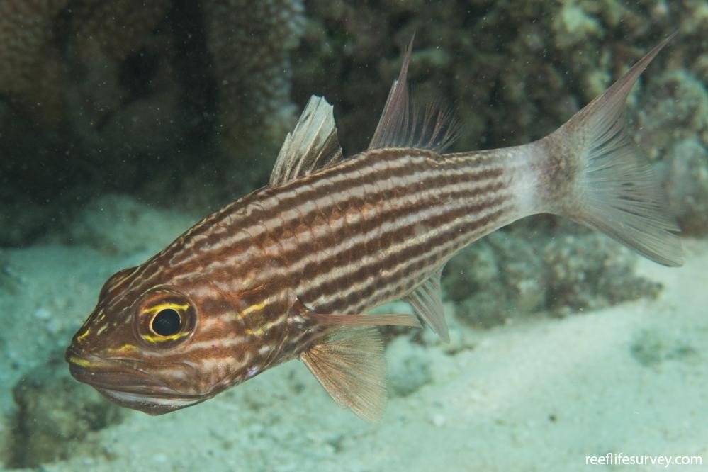 Tiger cardinalfish
