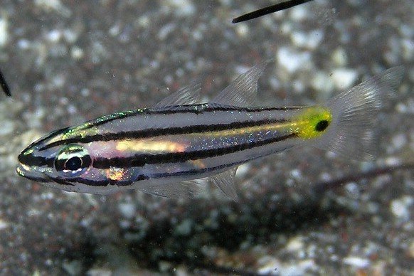 Five-lined cardinalfish