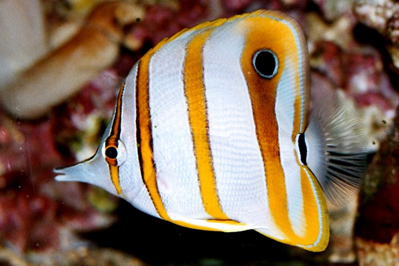 Copperband butterflyfish