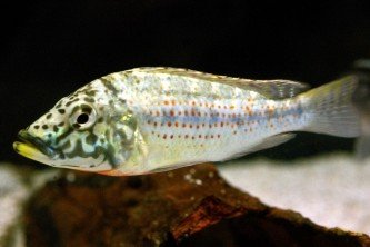 Chiapas-jaguarcichlide