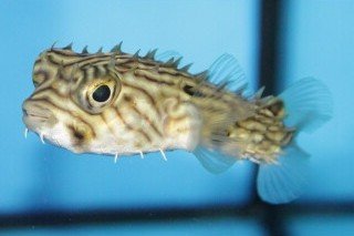 Striped porcupinefish