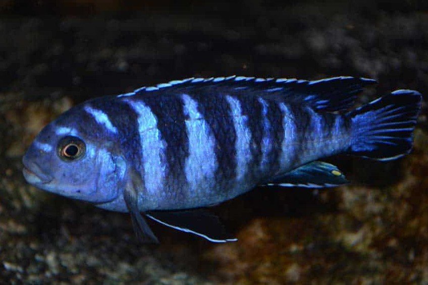Chindongo bellicosus